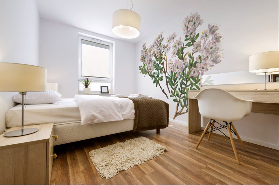 Sand Myrtle Leiophyllum lyoni 1930  Mural print