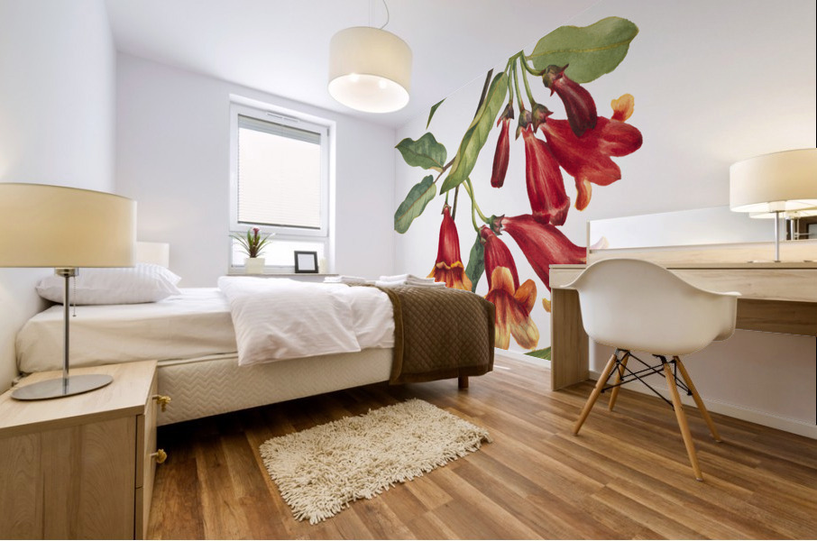 Crossvine Anisostichus capreolatus 1925 Mural print