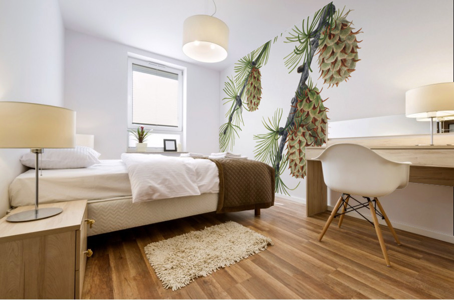 Western Larch Larix occidentalis 1923 Mural print