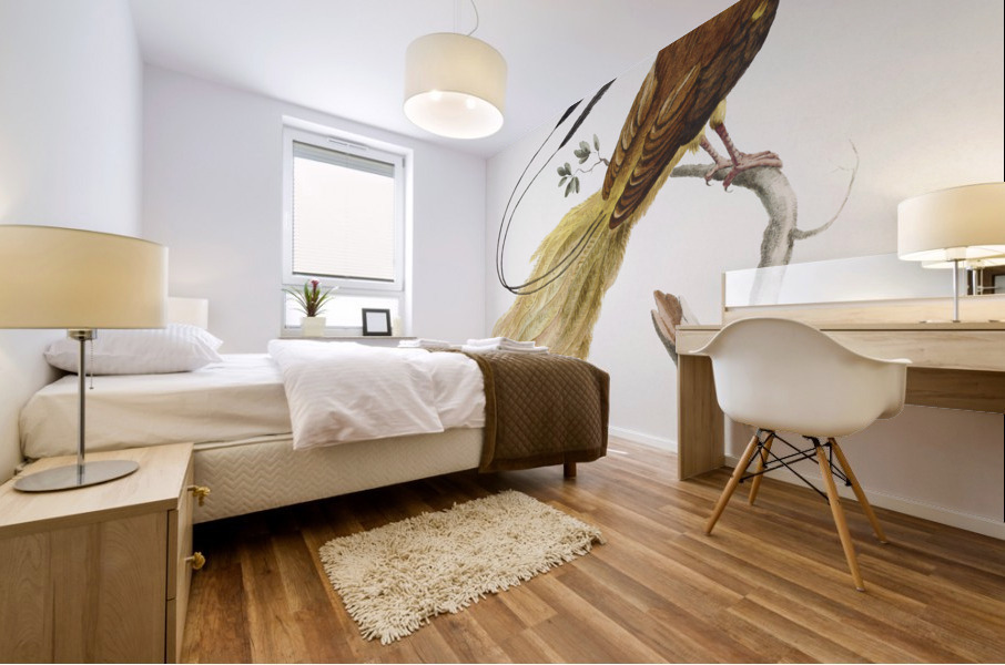 Manucodiata sive paradisaea Bird of Paradise Mural print