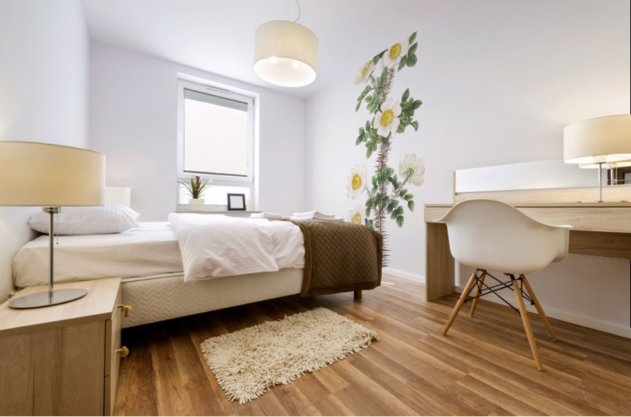 Scotch rose in bloom Mural print