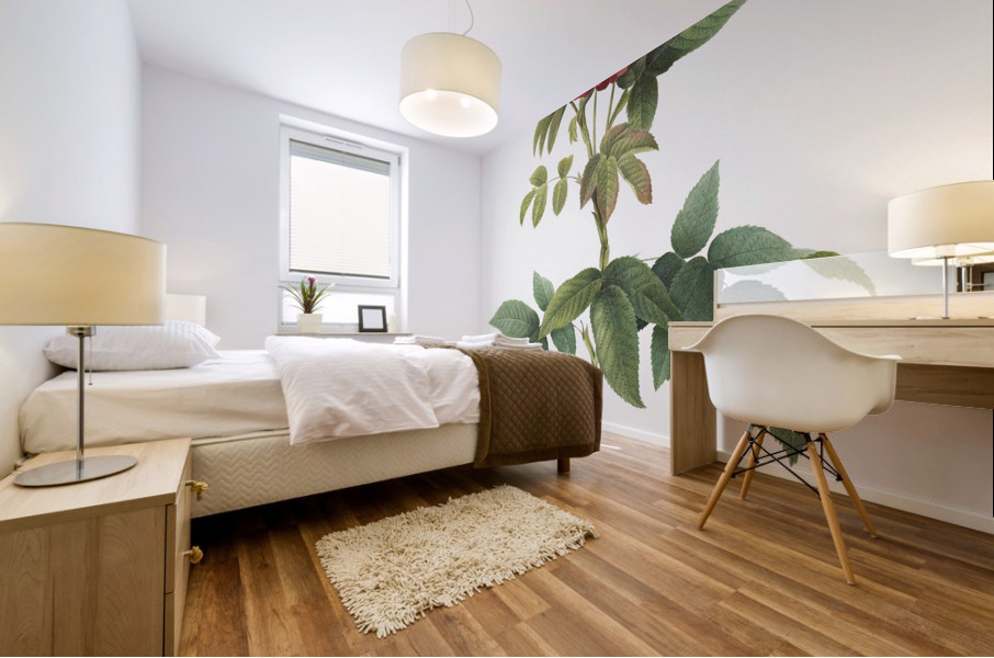 Pink provins rose Mural print