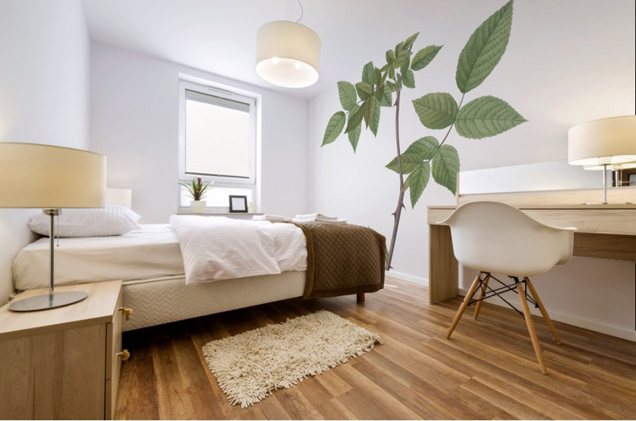 White rosa collina rose Mural print