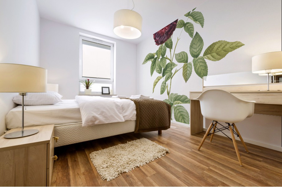 One hundred leaved rose Mural print