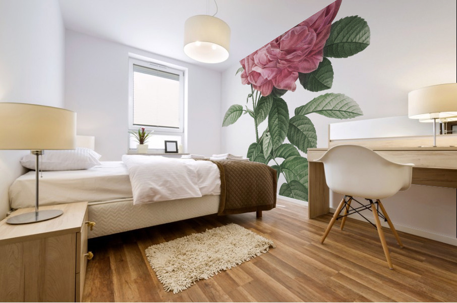 Burgundy cabbage rose in bloom Mural print