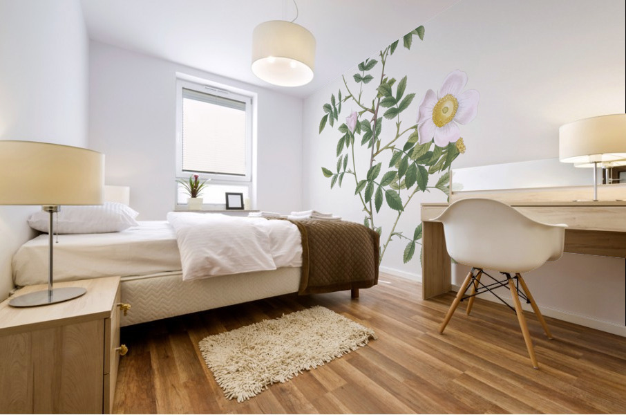 Pink hedge rose in bloom Mural print