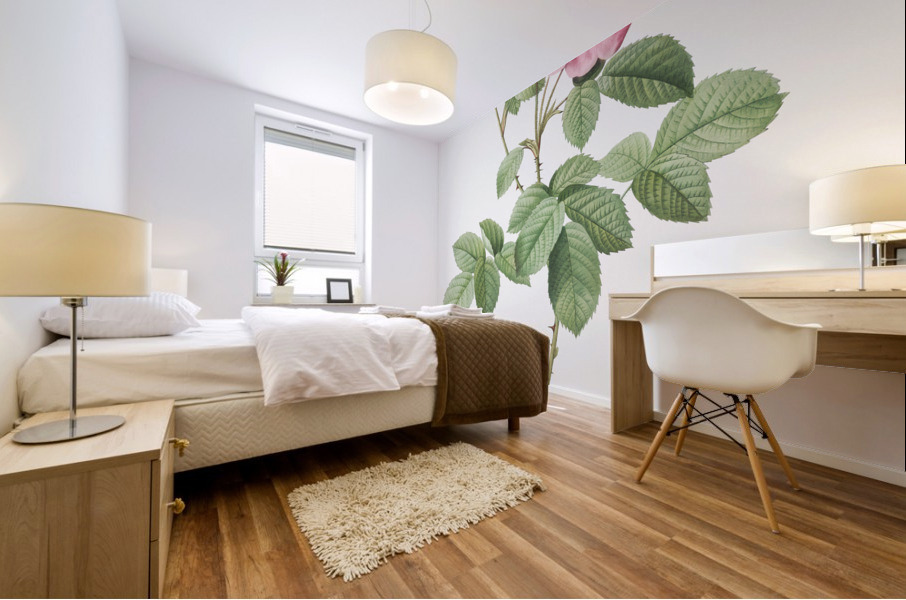 Vintage cabbage rose poster Mural print