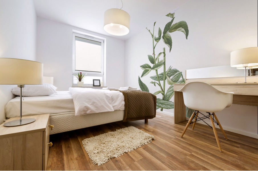 White rose of york in bloom Mural print