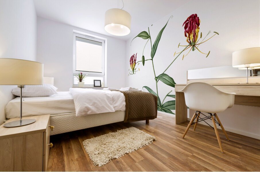 Flame lily illustration  Mural print