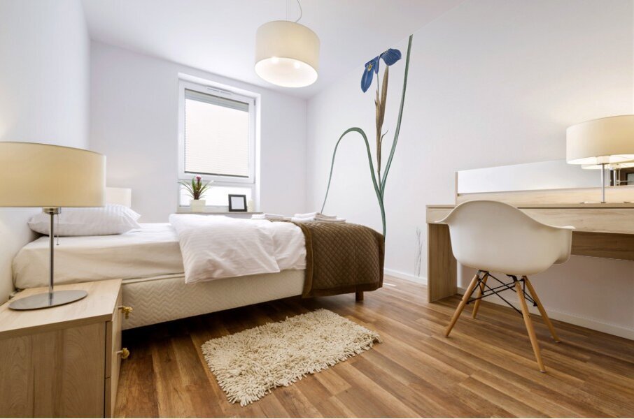 Barbary Nut illustration  Mural print