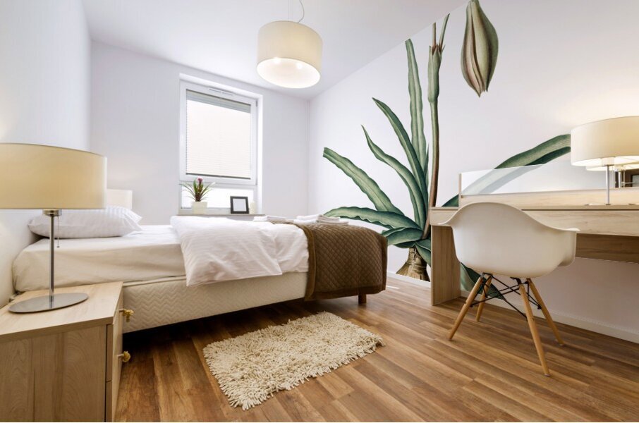 Amaryllis Broussonetii illustration  Mural print