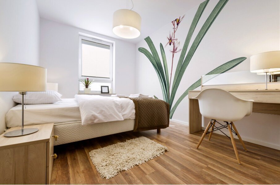 Boat orchid illustration  Mural print