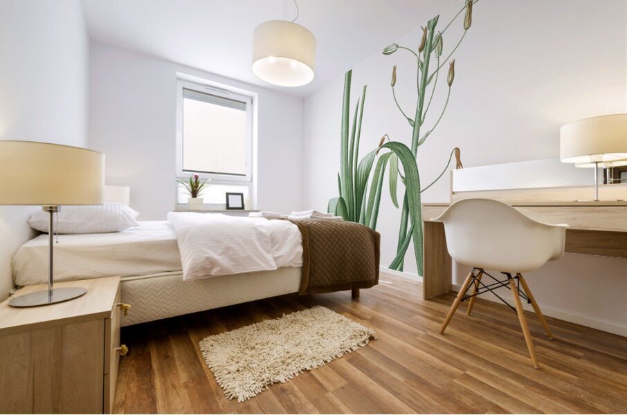 Albuca cornuta illustration  Mural print