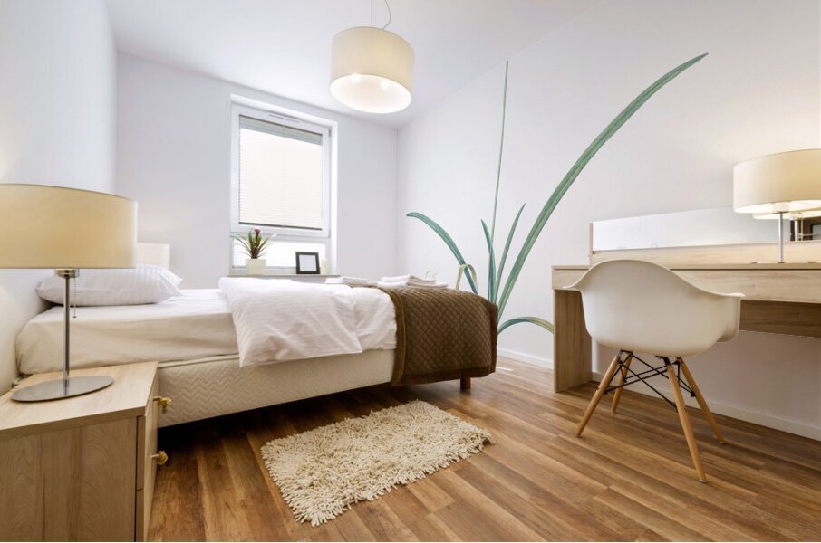 Amaryllis undulata illustration  Mural print