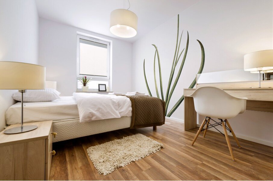 Arabian starflower illustration  Mural print