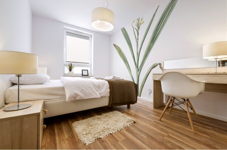 Wachendorfia thyrsiflora illustration  Mural print