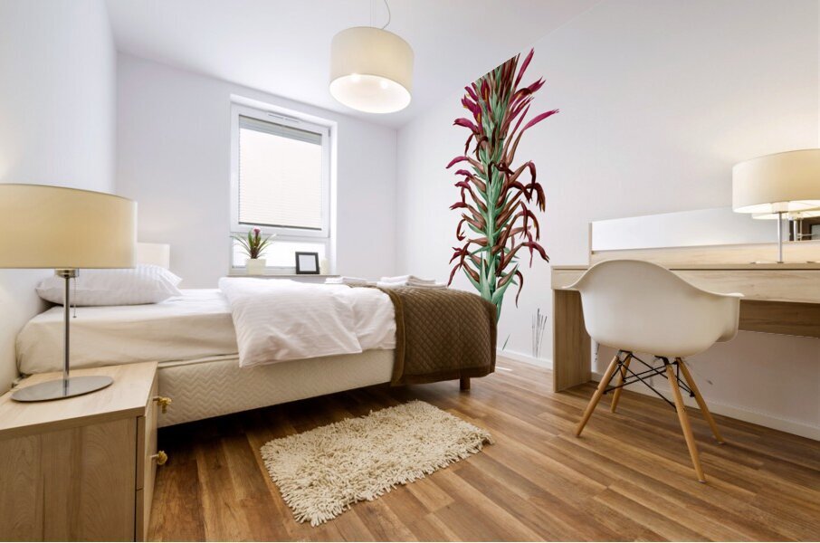 Pitcairnia latifolia illustration  Mural print