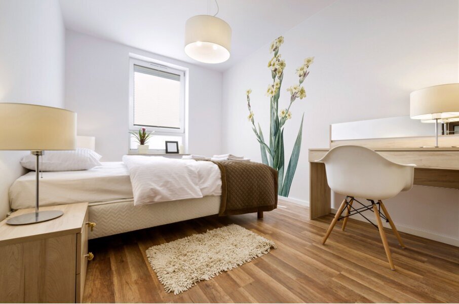 Pale yellow eyed grass illustration  Mural print