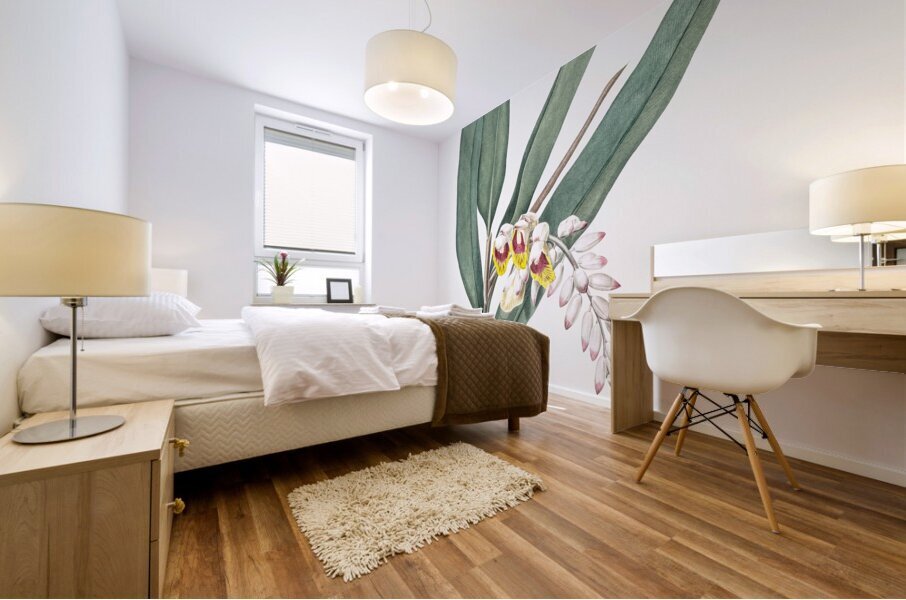 Shellflower illustration  Mural print