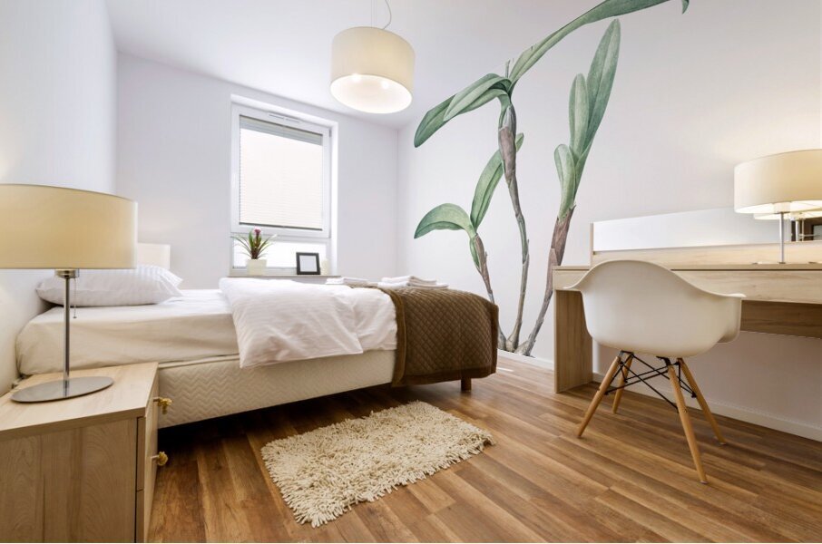 Fringed Star Orchid illustration  Mural print