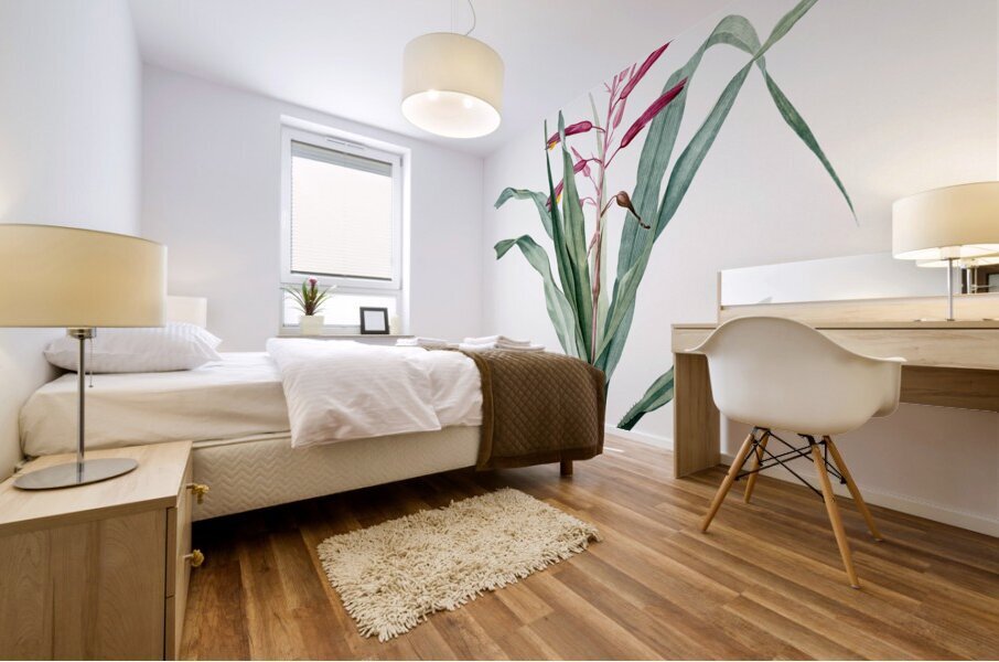 Pitcairnia bromeliaefolia illustration  Mural print