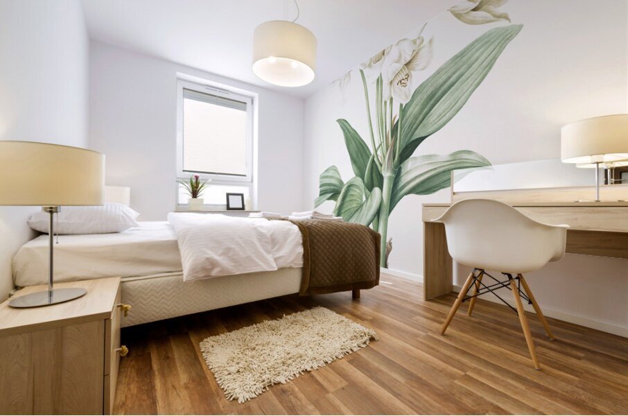 Crinum giganteum illustration  Mural print