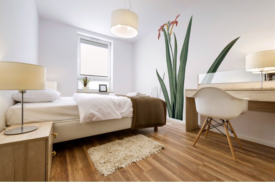 Antholyza aethiopica illustration  Mural print