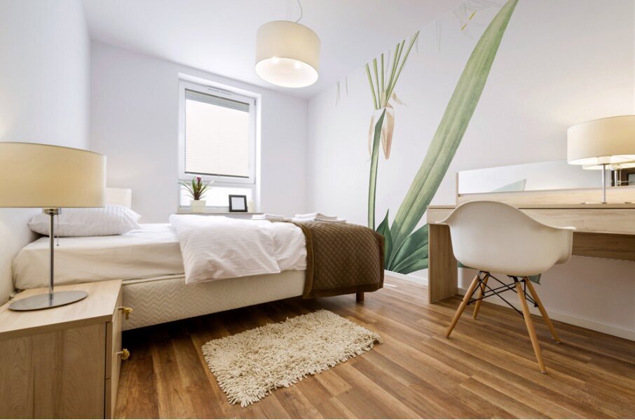 Pancratium littorale illustration  Mural print