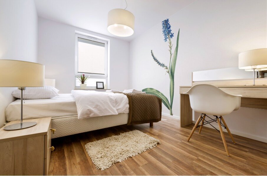 Ixia plantaginea illustration  Mural print