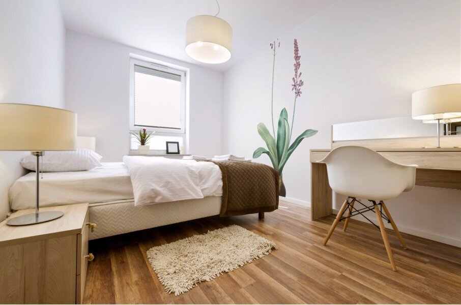 Scilla obtusifolia illustration  Mural print