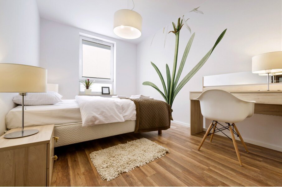 Streambank spiderlily Pancratium disciforme illustration  Mural print