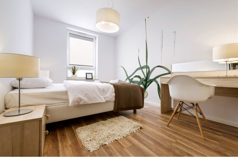 Hypoxis stellata illustration  Mural print