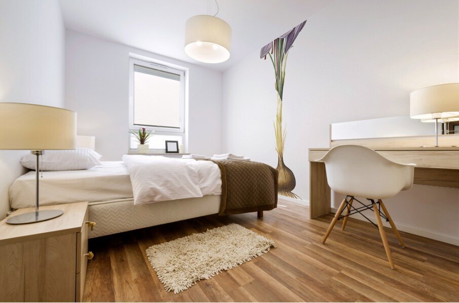 Crocus sativus illustration  Mural print