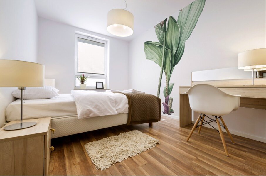 Blood lily illustration  Mural print