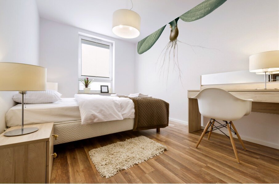 Massonia pustulata illustration  Mural print