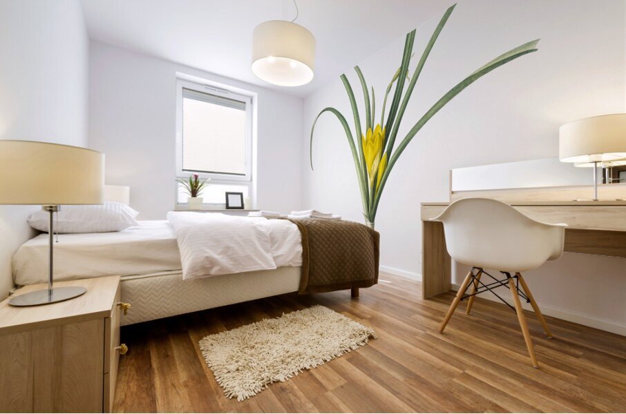 Narcissus poeticus illustration  Mural print