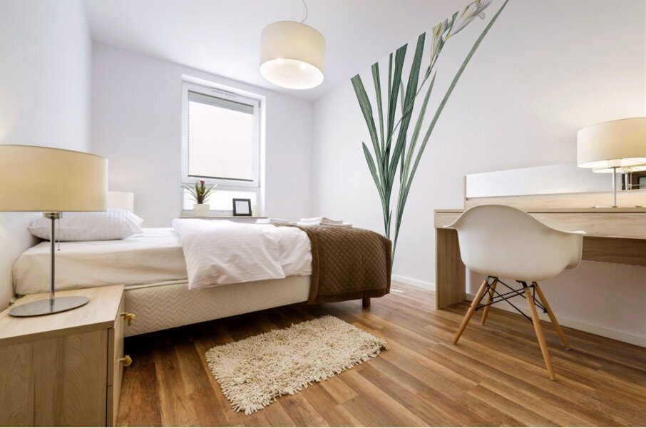 Gladiolus Xanthospilus illustration  Mural print