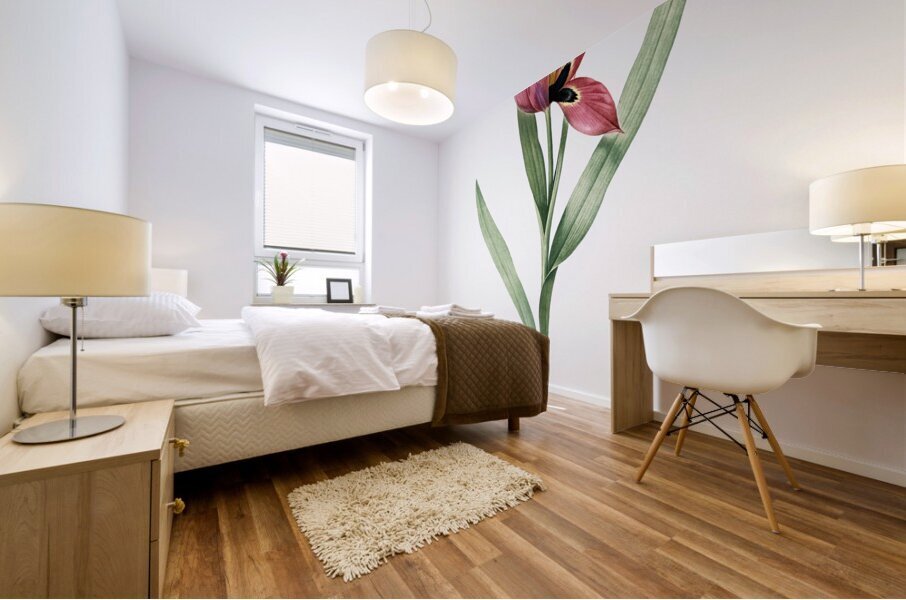 Tulipa oculus Colis illustration  Mural print