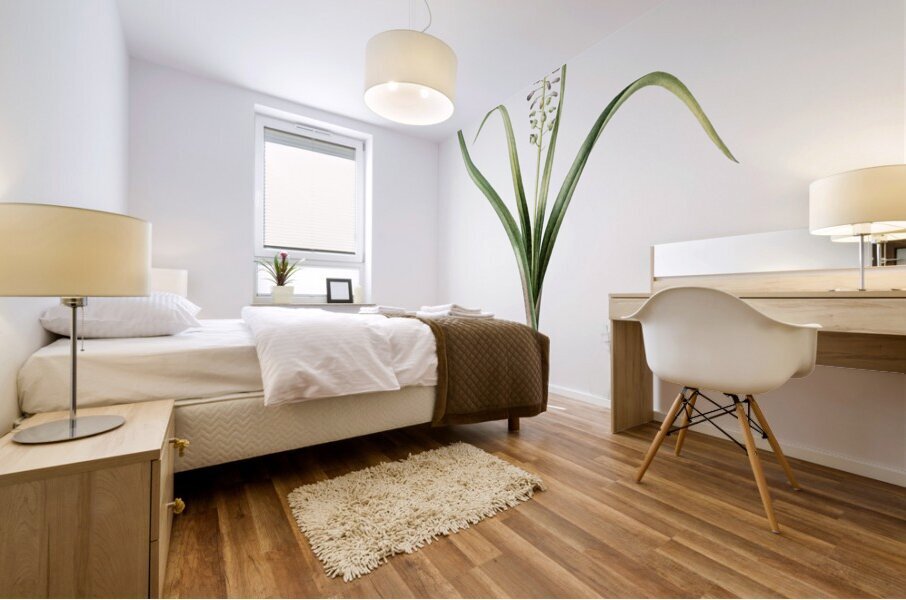 Grape hyacinth illustration  Mural print