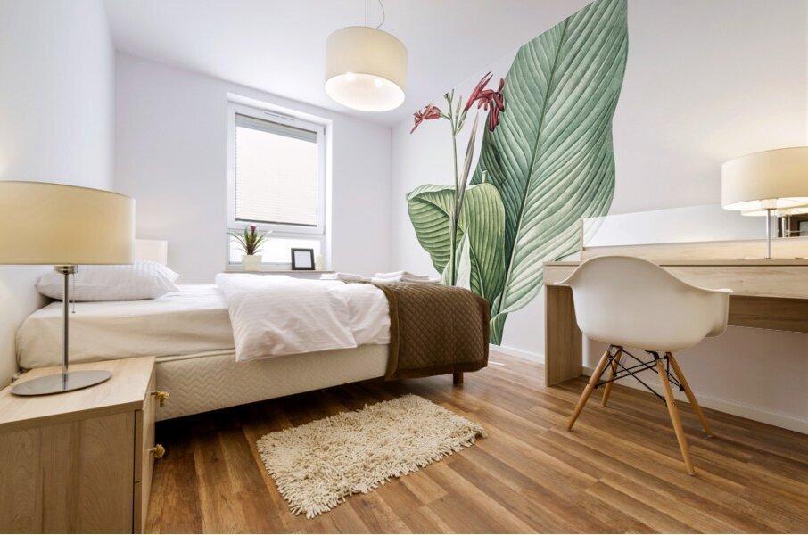 Canna lily illustration  Mural print