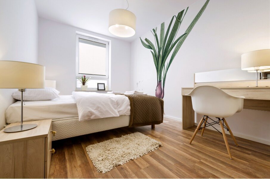 Agave yuccaefolia illustration  Mural print