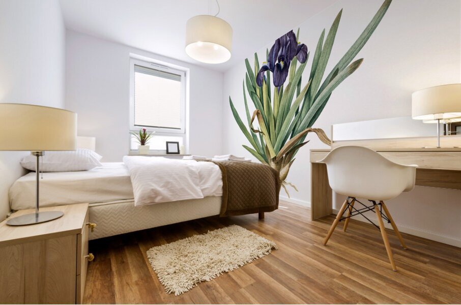 Pygmy iris illustration  Mural print