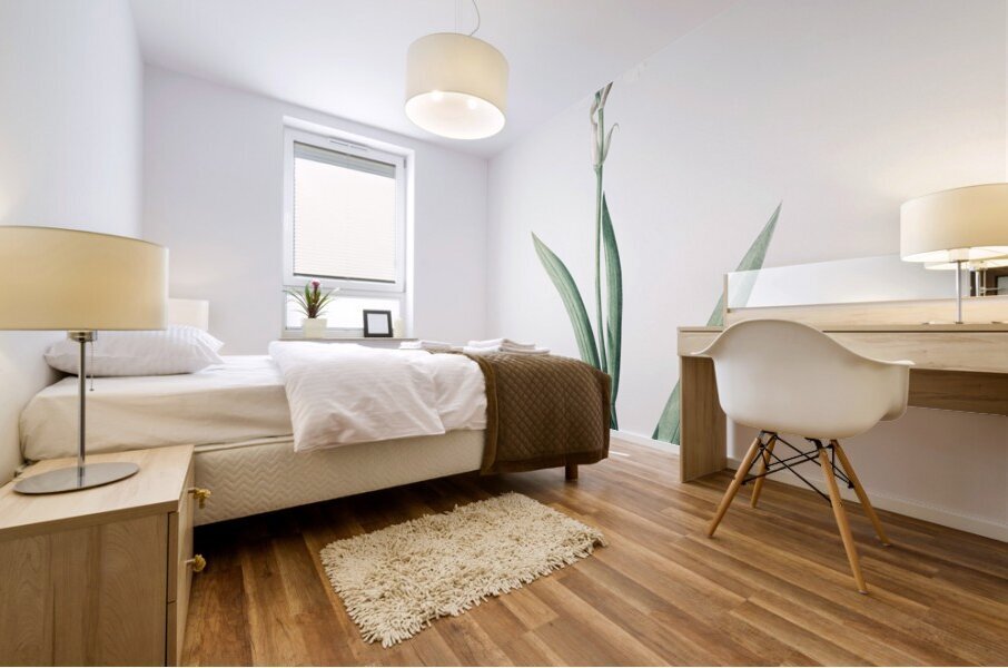 Tall bearded iris illustration  Mural print