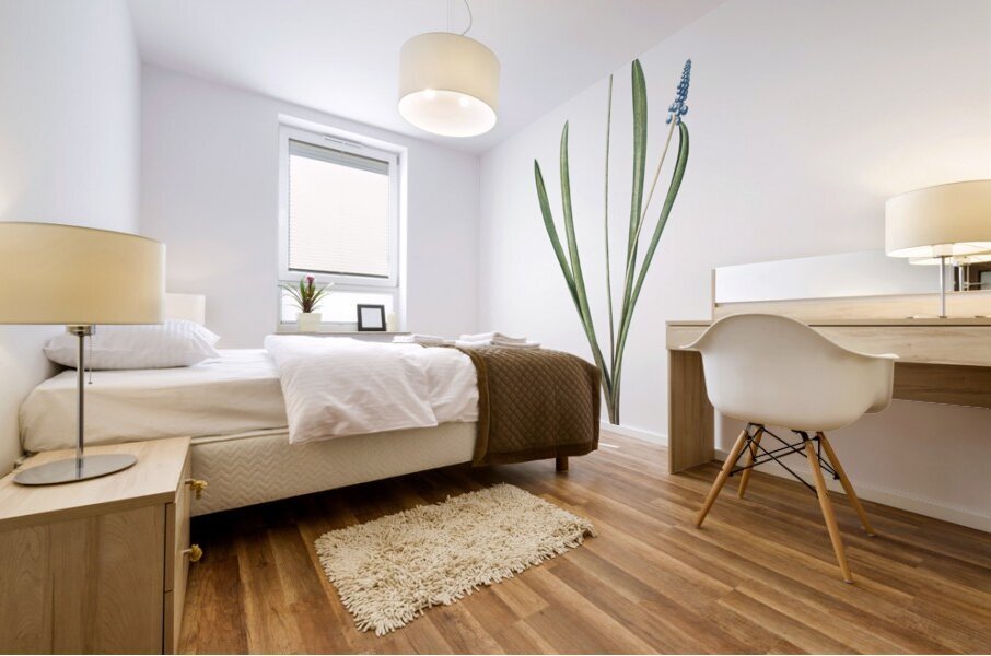 Grape hyacinth illustration  Mural print