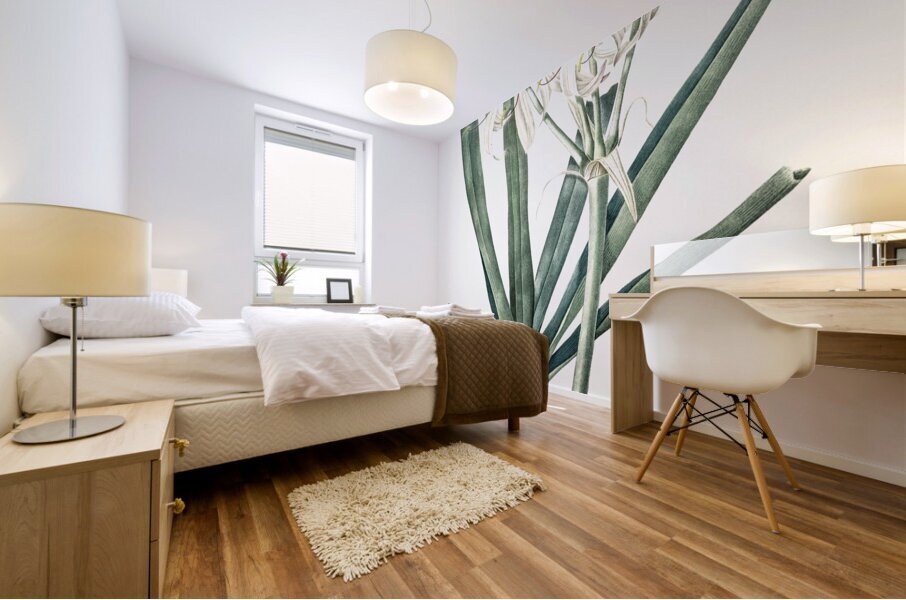 Florida swamp-lily illustration  Mural print