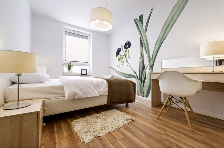 Clamshell orchid illustration  Mural print