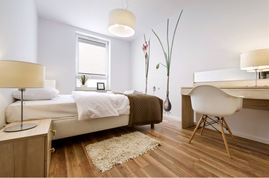 Atamasco lily illustration  Mural print