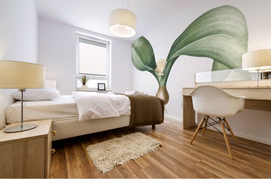 Hedgehog lily illustration  Mural print