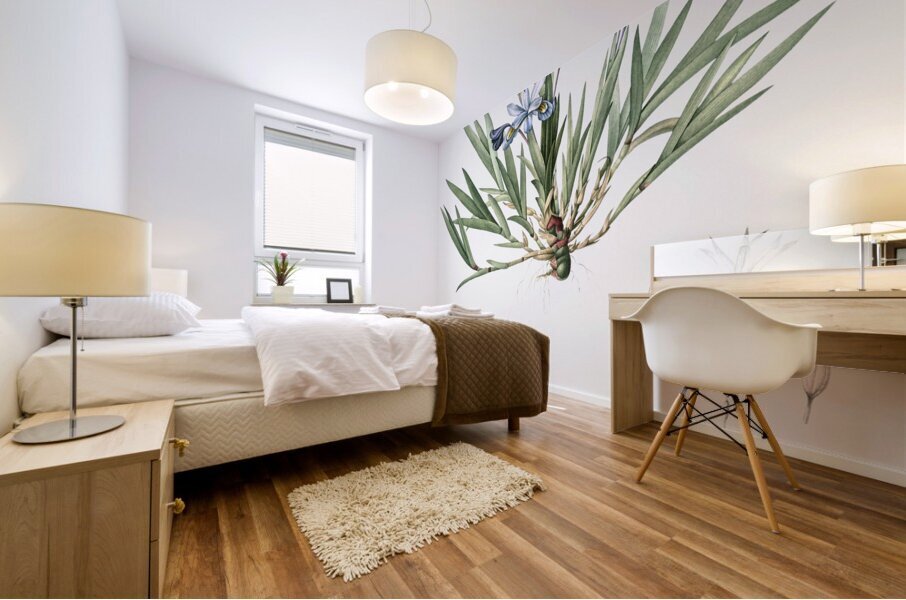 Dwarf crested iris illustration  Mural print