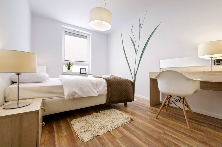 Ixia secunda illustration  Mural print